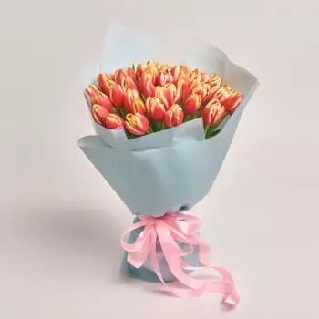Букет из 51 красно-желтого тюльпана в голубой пленке