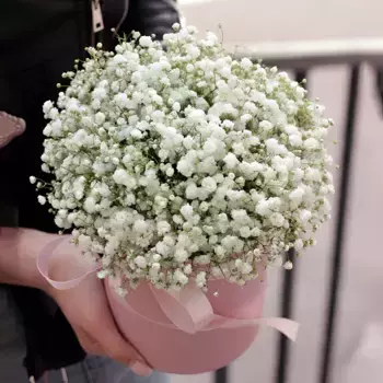 Букет из 5 белых гипсофил в розовой коробке