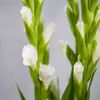 Букет из 5 белых гладиолусов