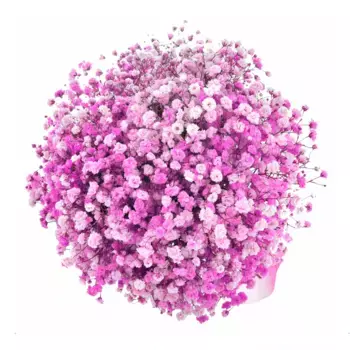 Букет из 5 пурпурных гипсофил с розовой лентой