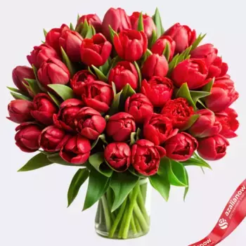 Букет из 60 пионовидных красных тюльпанов, Голландия