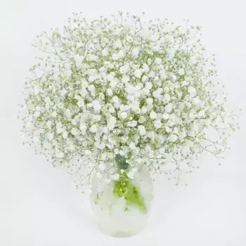 Букет из 7 белых гипсофил «Моя звезда»