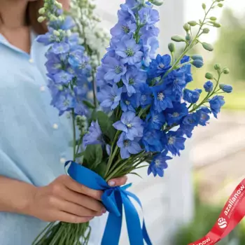 Букет из 7 голубых дельфиниумов с голубой лентой