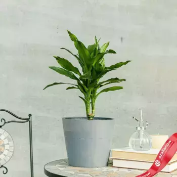 Драцена душистая