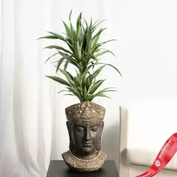 Драцена Варнески