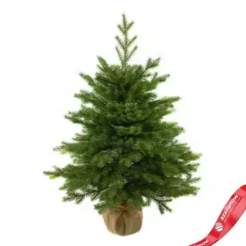 Ель настольная Версальская (РЕ), 90см, зеленый