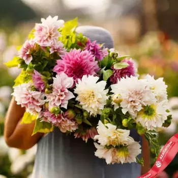 Георгин Каф О Лэй Коллекшн (Cafe au Lait Collection)