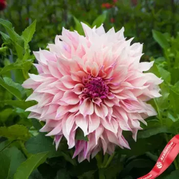 Георгин Каф О Лэй Ройал (Cafe Au Lait Royal)