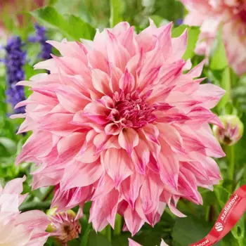 Георгин Каф О Лэй Роуз (Cafe Au Lait Rose)