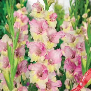 Гладиолус Мон Амур (Mon Amour)