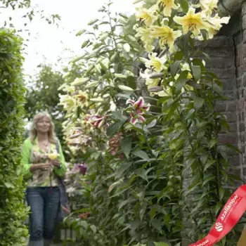 Луковицы лилии Гигант