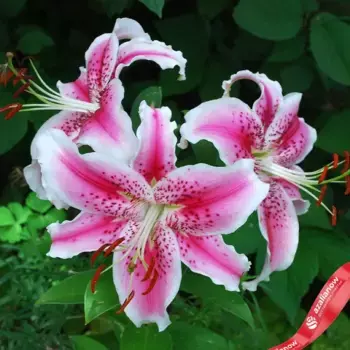 Луковицы лилии ориентальной Старгейзер