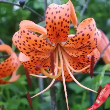 Луковицы лилии Тигринум Спленденс