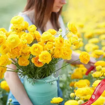 Луковицы ранункулюса «Йеллоу»