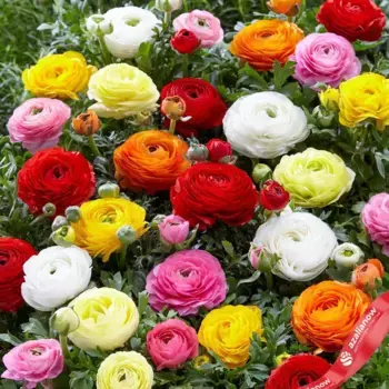 Луковицы ранункулюса микс