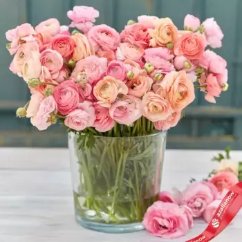 Луковицы ранункулюса «Романтический микс»