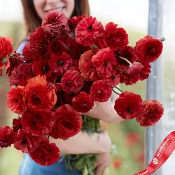 Луковицы ранункулюса «Шоколад»