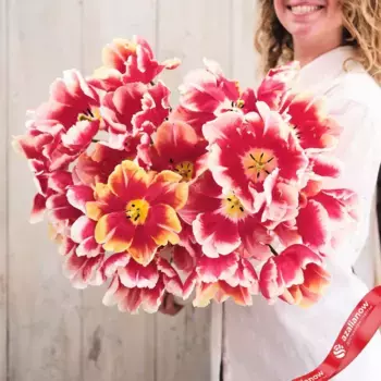 Луковицы тюльпанов «Ди Джей Пэррот»