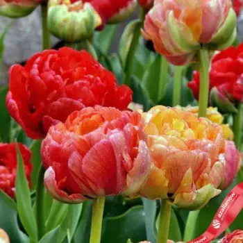 Луковицы тюльпанов «Гудошник Дабл»