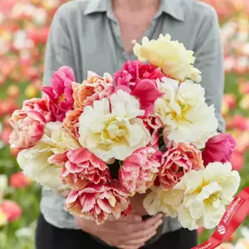 Луковицы тюльпанов «Весенний юбилей»