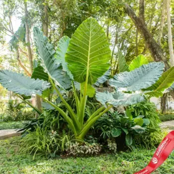 Слоновье ухо Апрайт (Upright)