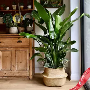 Стрелиция Николая