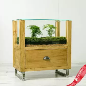 Террариум «Черный лес»