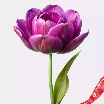 Тюльпан пионовидный фиолетовый, Голландия