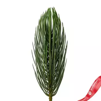 Ветка сосновая, 36см, зеленый