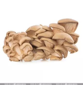 Грибы Вешенки