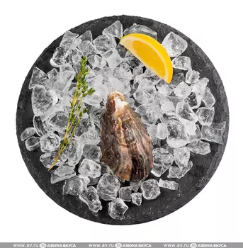 Устрицы медиум живые 1 шт Новая Зеландия