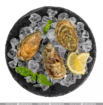 Устрицы живые Белый жемчуг №1/12 Didon Moree 1 шт Тунис