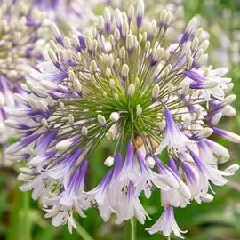 Агапантус Фейерверк