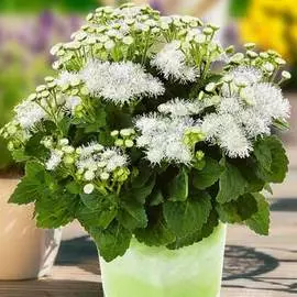 Агератум Алоха Вайт F1