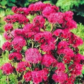 Агератум Красный букет