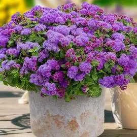 Агератум Пурпурный букет