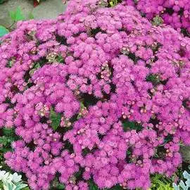Агератум Розовое облачко