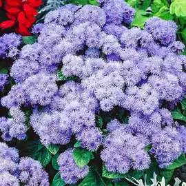 Агератум Синий букет