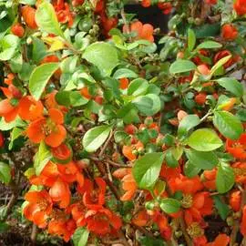 Айва японская Клементин