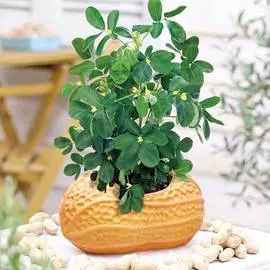 Арахис культурный (земляной орех)