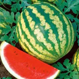 Арбуз Лежебока медовый F1