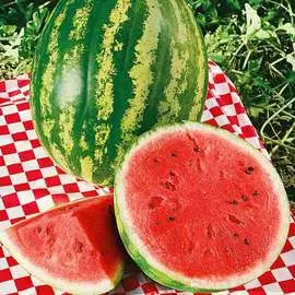 Арбуз Максимус F1