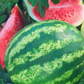 Арбуз Сибирский гигант