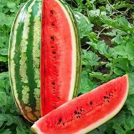 Арбуз Скоростная торпеда F1