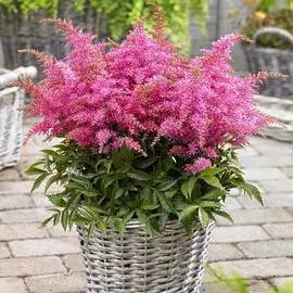 Астильба Глория Пурпуреа