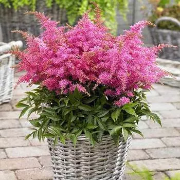 Астильба Глория Пурпуреа