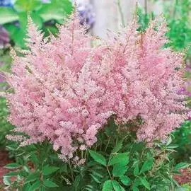 Астильба Пич Блоссом