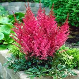 Астильба Монтгомери