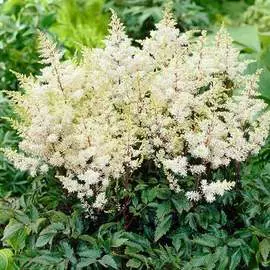 Астильба Рок энд Ролл