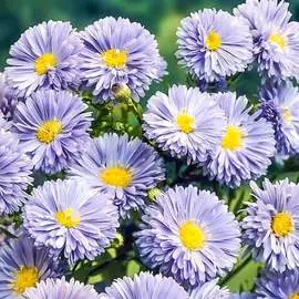 Астра альпийская Блю